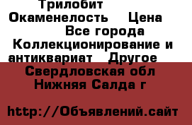 Трилобит Asaphus. Окаменелость. › Цена ­ 300 - Все города Коллекционирование и антиквариат » Другое   . Свердловская обл.,Нижняя Салда г.